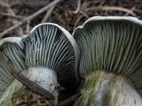 Hygrophorus caeruleus image