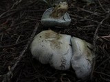 Hygrophorus caeruleus image