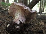 Hygrophorus purpurascens image