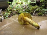 Phylloporus arenicola image