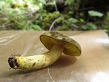 Phylloporus arenicola image