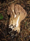 Ramaria marrii image