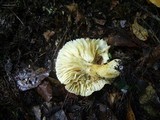 Lactarius hygrophoroides image
