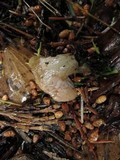 Guepinia helvelloides image