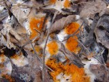 Thelebolus terrestris image
