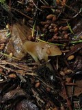 Guepinia helvelloides image
