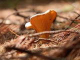 Cantharellus enelensis image