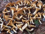 Cantharellus enelensis image