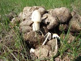 Panaeolus semiovatus image