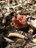 Gyromitra brunnea image