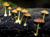 Pluteus chrysophlebius image