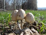 Panaeolus semiovatus image