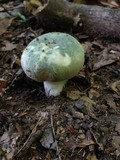 Russula parvovirescens image