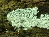 Ceratiomyxa fruticulosa var. fruticulosa image
