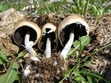 Panaeolus semiovatus image