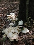 Pleurotus pulmonarius image