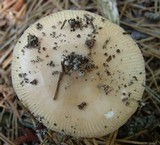 Amanita sect. Vaginatae image