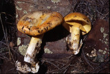 Amanita cochiseana image