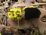 Rhizopogon truncatus image