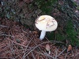 Amanita praecox image