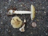 Amanita praecox image