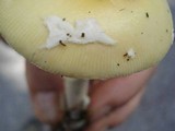Amanita praecox image