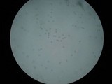 Amanita praecox image