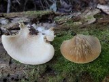 Crepidotus crocophyllus image