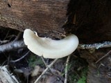 Crepidotus crocophyllus image