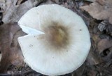 Amanita brunnescens image