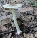Amanita brunnescens image