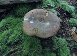 Russula variata image