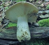 Russula variata image