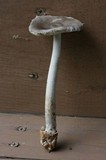Amanita sect. Vaginatae image