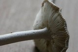 Amanita sect. Vaginatae image