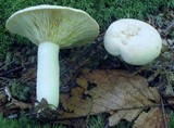 Lactarius chrysorrheus image