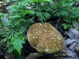Xanthoconium affine image