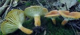 Lactifluus hygrophoroides image