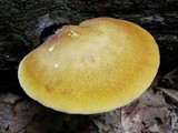 Piptoporus quercinus image