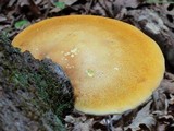 Piptoporus quercinus image