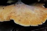 Piptoporus quercinus image