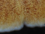 Piptoporus quercinus image