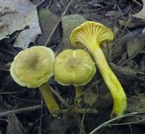 Cantharellus appalachiensis image