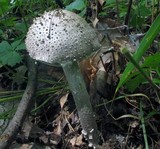 Amanita onusta image