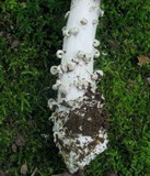 Amanita onusta image