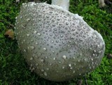 Amanita onusta image