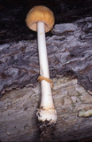 Amanita roseitincta image