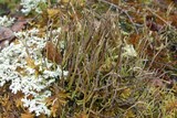 Cladonia cornuta image