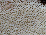 Piptoporus quercinus image