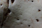 Piptoporus quercinus image